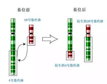 【案例分享】平衡易位患者喜获千金