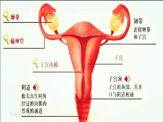 高催乳素血症与不孕的诊断与治疗方法